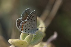 Pseudophilotes vicrama