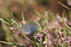 Pseudophilotes vicrama