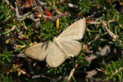 Idaea consanguinaria