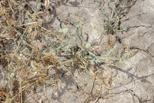 Eryngium racemosum