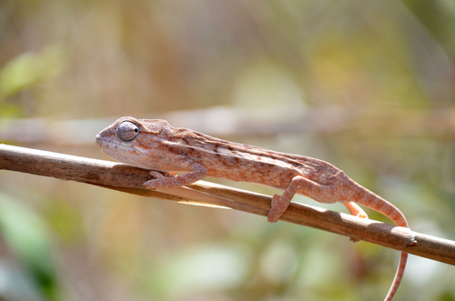 Southern Carpet Chameleon