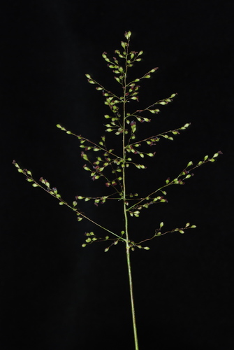 Image of Dichanthelium mattamuskeetense by (c) Douglas Goldman, some rights reserved (CC BY-SA)