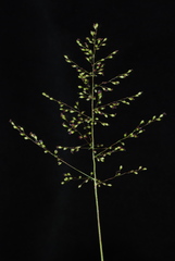 Dichanthelium mattamuskeetense