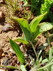 Chlorophytum trichophlebium