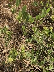 Maerua juncea crustata