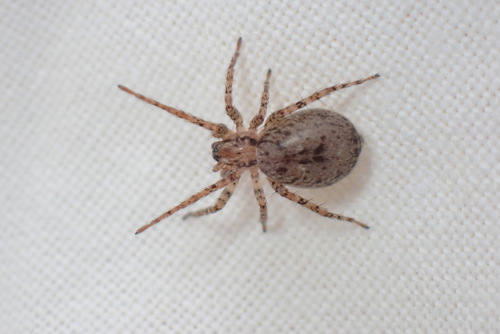 Anyphaena sabina