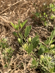 Maerua juncea crustata