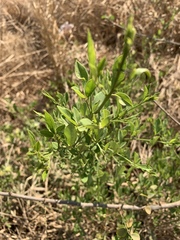 Maerua juncea crustata