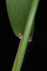 Dichanthelium mattamuskeetense