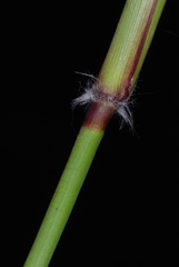Dichanthelium mattamuskeetense