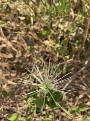 Maerua juncea crustata