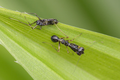 Odontomantis
