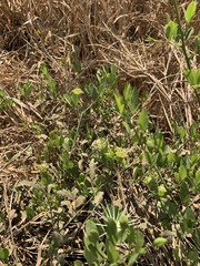 Maerua juncea crustata