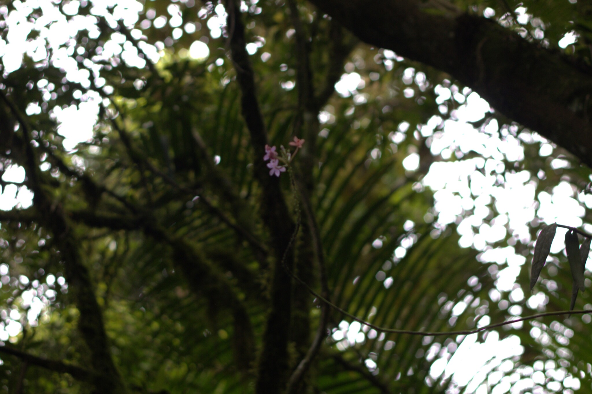 Imagem de Orquídea-rabo-de-gato