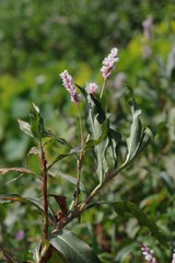 Persicaria madagascariensis