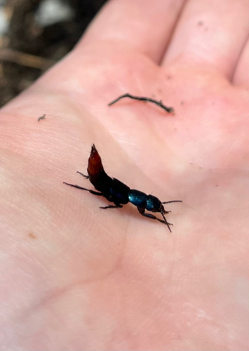 iNaturalist observation photo of Platydracus rutilicauda
