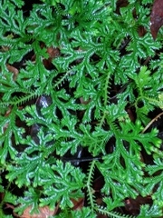 Selaginella fruticulosa image