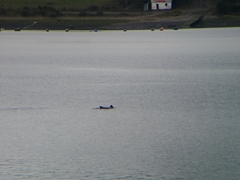 Cephalorhynchus eutropia