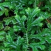 Selaginella fruticulosa - Photo Sem direitos reservados, uploaded by Pieter Huybrechts