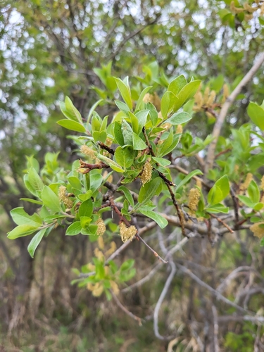 bebb's willow