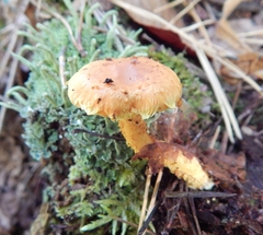 Pholiota