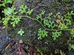 Selaginella fruticulosa