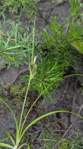 Carex fibrillosa iNat (3)