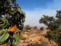 Charaxes jahlusa rex