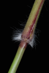 Dichanthelium mattamuskeetense