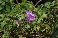 Ipomoea cairica