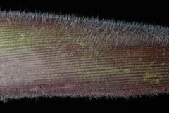 Dichanthelium mattamuskeetense