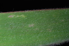 Dichanthelium mattamuskeetense