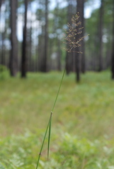 Dichanthelium mattamuskeetense