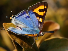 Cigaritis natalensis