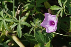 Ipomoea cairica