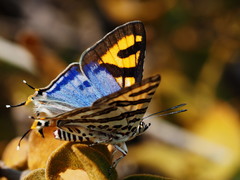 Cigaritis natalensis