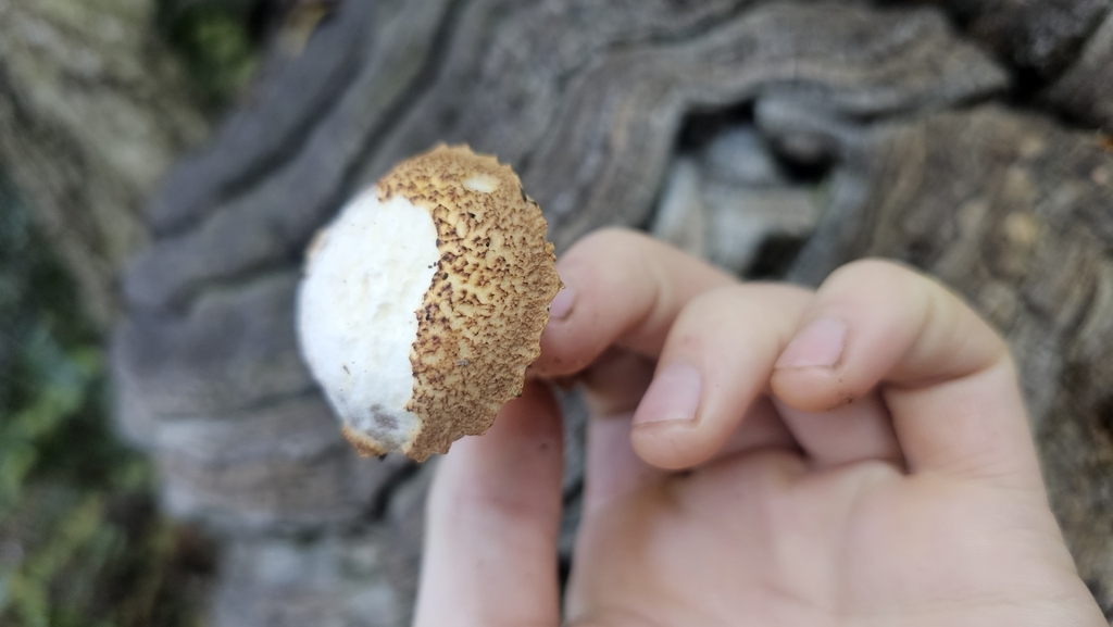 Austroboletus novae-zelandiae · May 2025 · photo: © henryahh (iNaturalist, cc0)