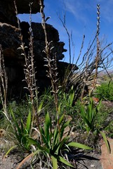 Watsonia vanderspuyae
