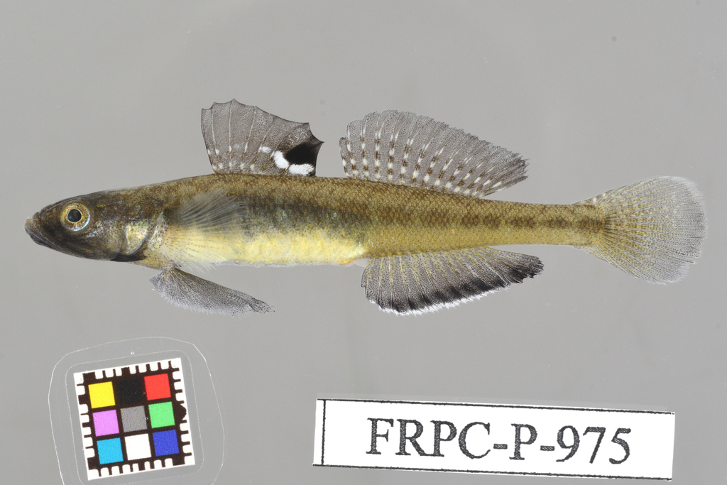 Sevenspine Goby
