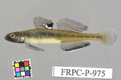 Sevenspine Goby photo 1