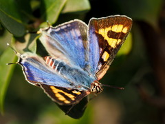 Cigaritis natalensis