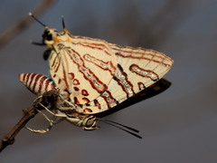 Cigaritis natalensis