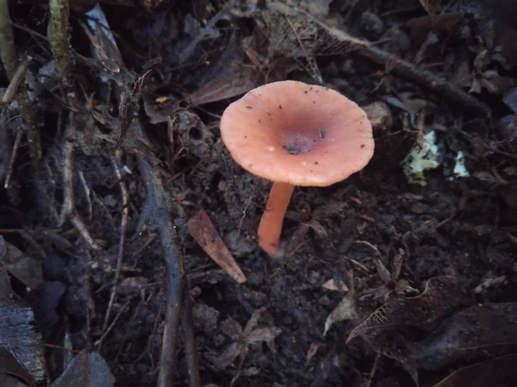 Lactarius eucalypti