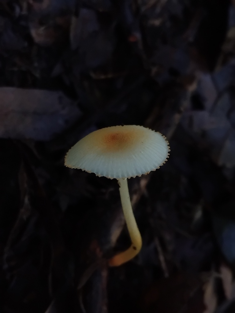 Leucoinocybe auricoma · May 2025 · photo: © sofiazed1 (iNaturalist, cc-by)