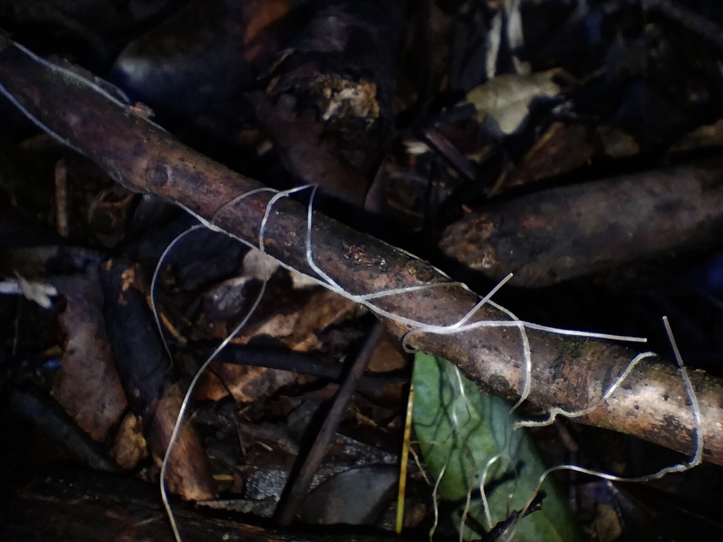 Mycena cystidiosa · May 2025 · photo: © sofiazed1 (iNaturalist, cc-by)