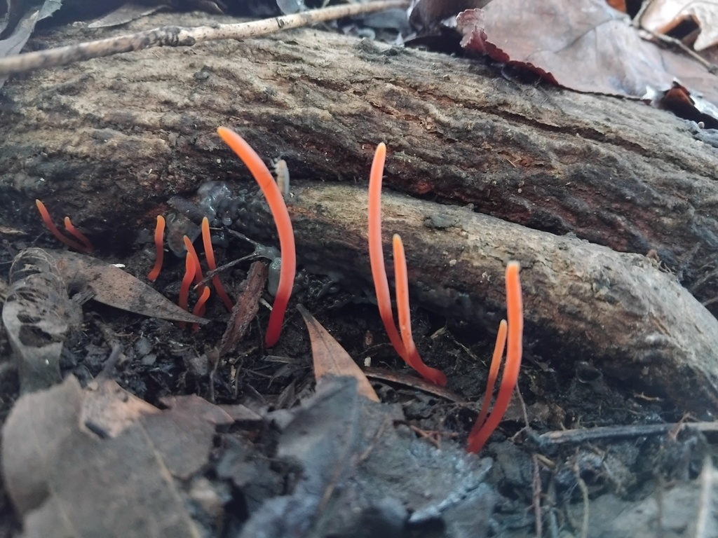 Clavulinopsis corallinorosacea · May 2025 · photo: © sofiazed1 (iNaturalist, cc-by)