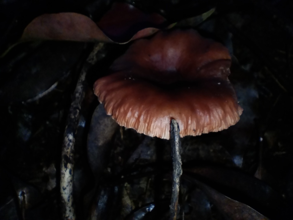 Lactarius eucalypti · May 2025 · photo: © sofiazed1 (iNaturalist, cc-by)