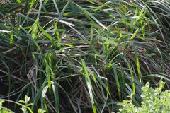 Cyperus dives