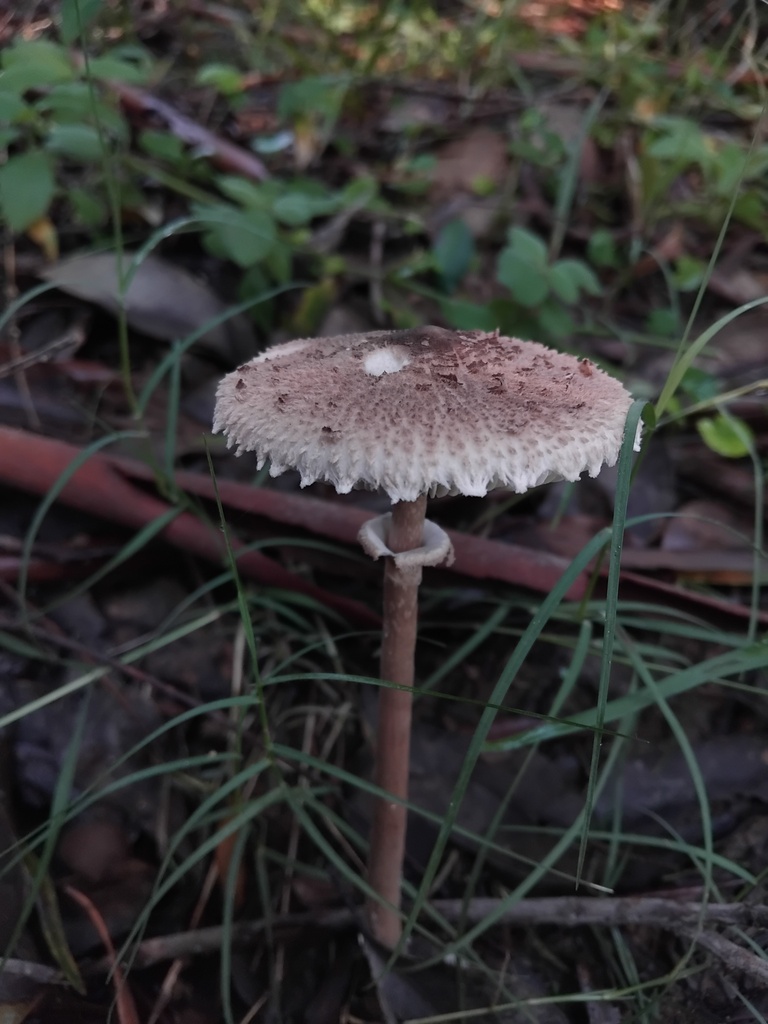 Macrolepiota clelandii · May 2025 · photo: © sofiazed1 (iNaturalist, cc-by)