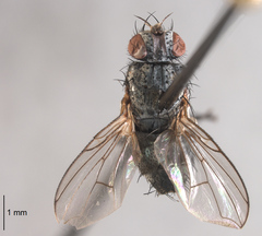 Triarthria setipennis